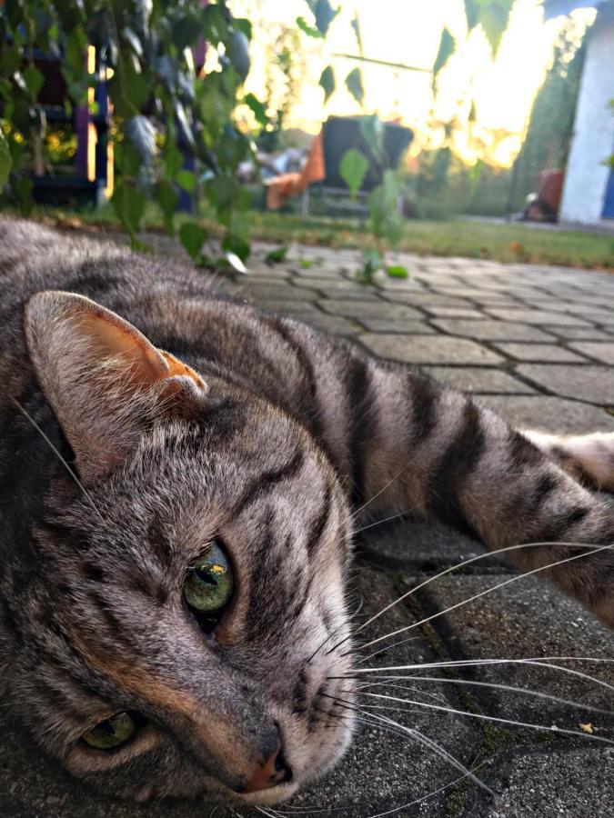 Villa Cat Stone Pisz Exterior foto