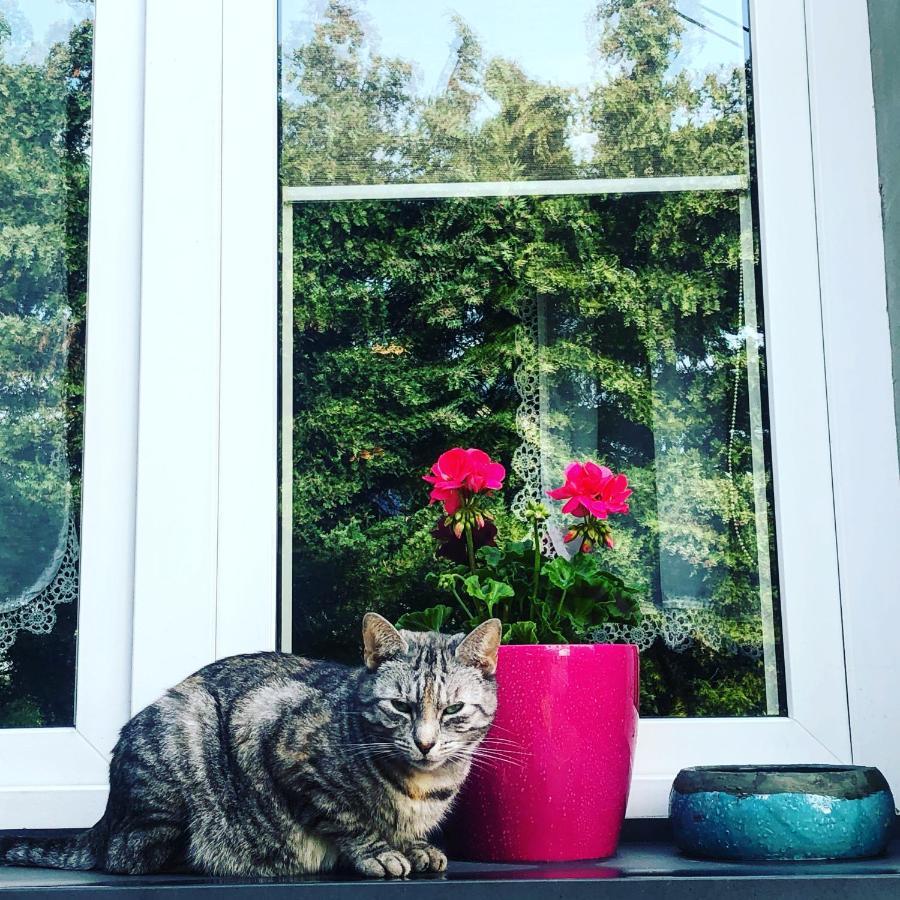 Villa Cat Stone Pisz Exterior foto